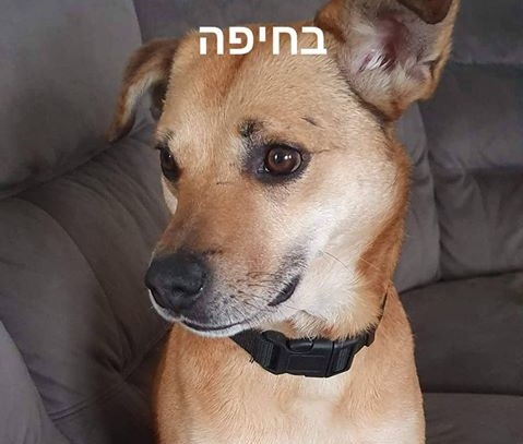אותר הלילה בריא ושלם כלב שנעלם בחיפה