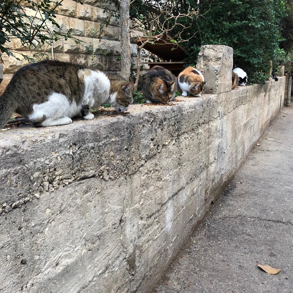 מבצע נרחב לעיקור וסירוס חתולי רחוב ברחבי חיפה